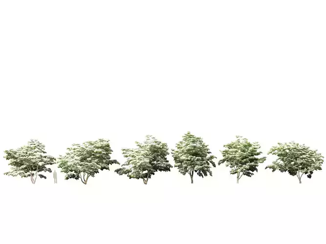 Cornus kousa - kousa dogwood