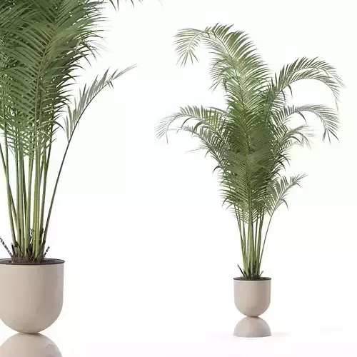 Areca palm in modern flower pot