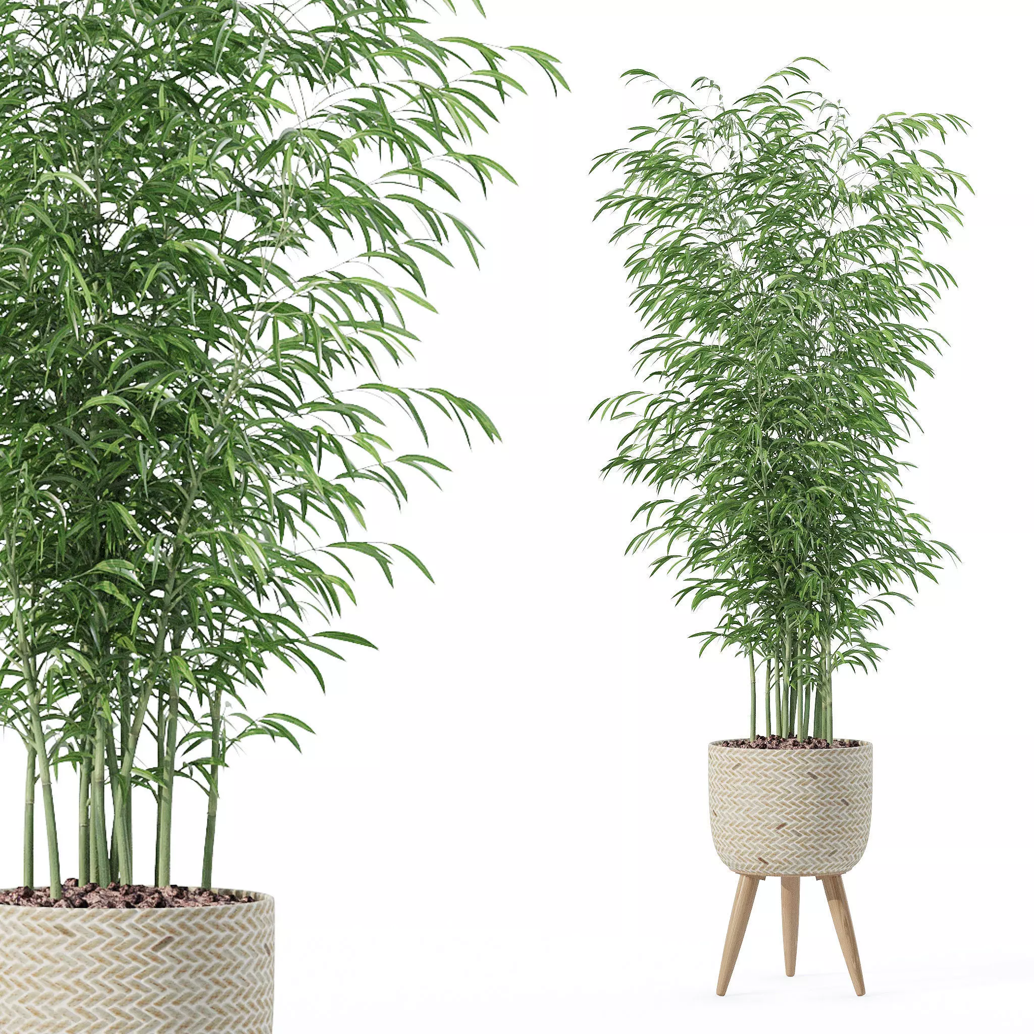 Bamboo in modern flower pot 3D model