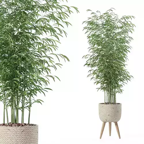 Bamboo in modern flower pot