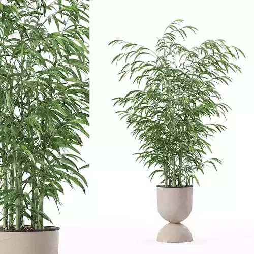 Bamboo in modern flower pot