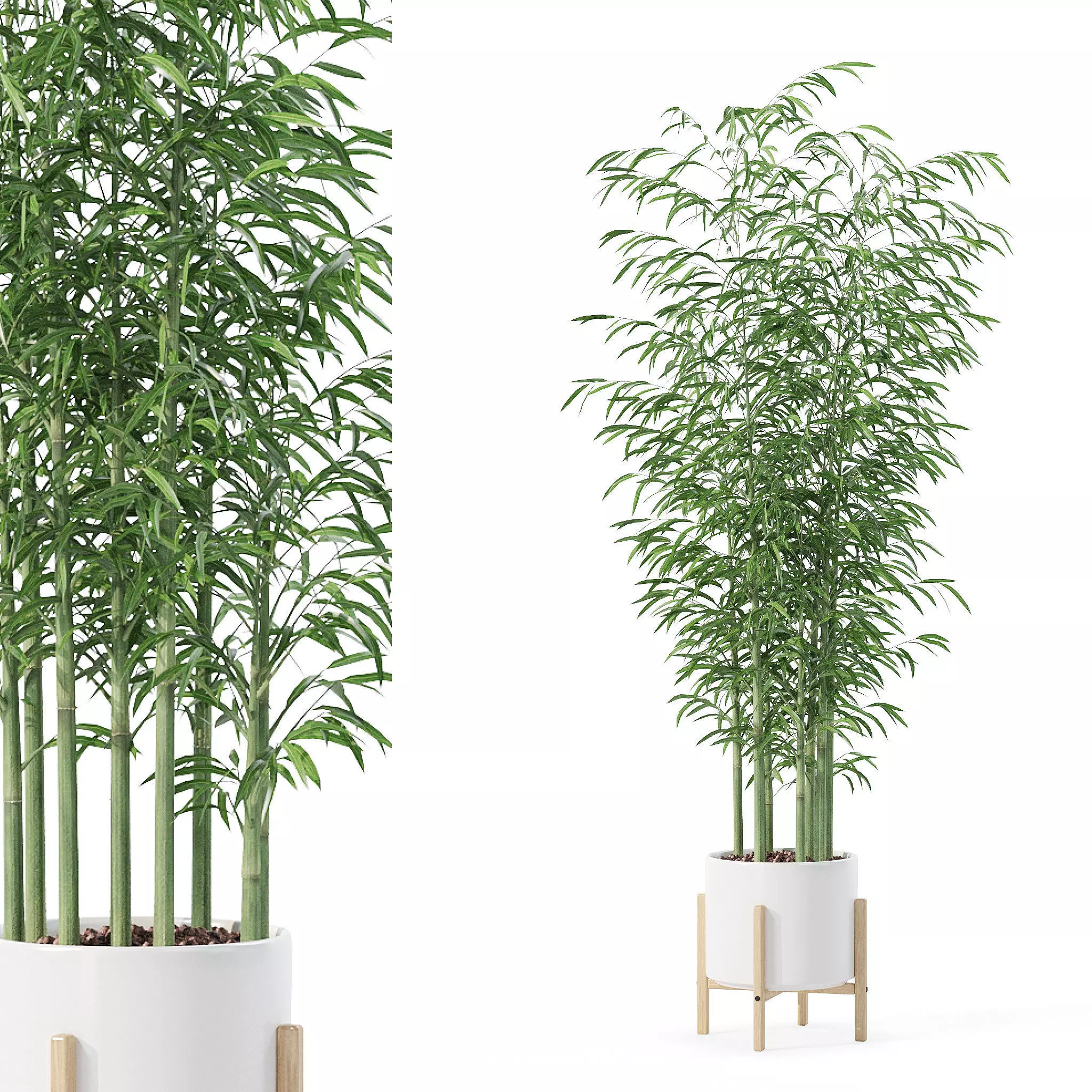 Bamboo in modern flower pot 3D model