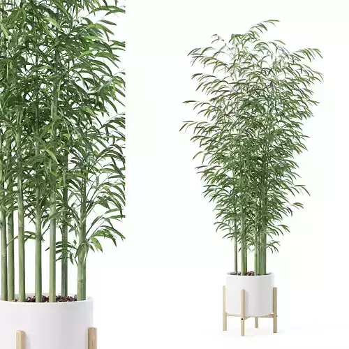 Bamboo in modern flower pot
