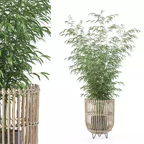 Bamboo in modern flower pot