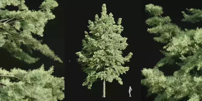 Tree free model-Blender-001 3D model