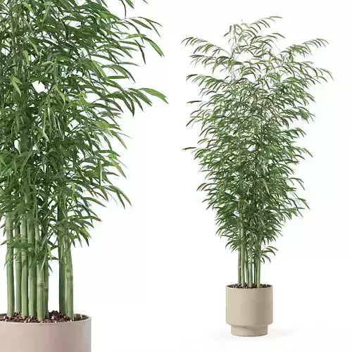 Bamboo in modern flower pot