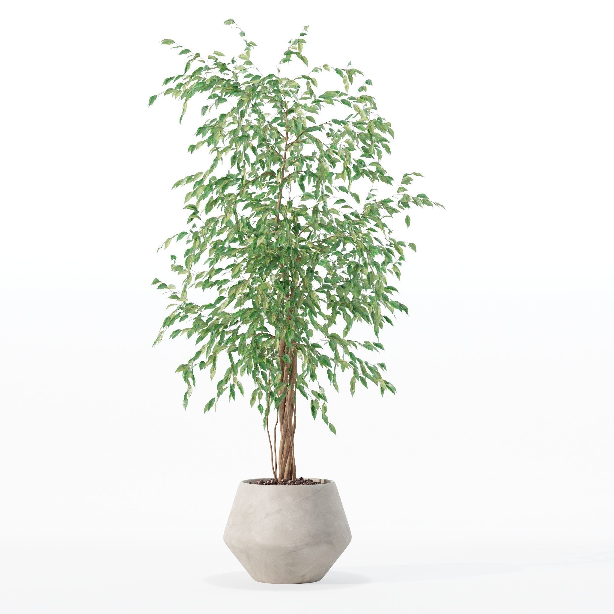Ficus benjamina in modern flower pot 3D model_18