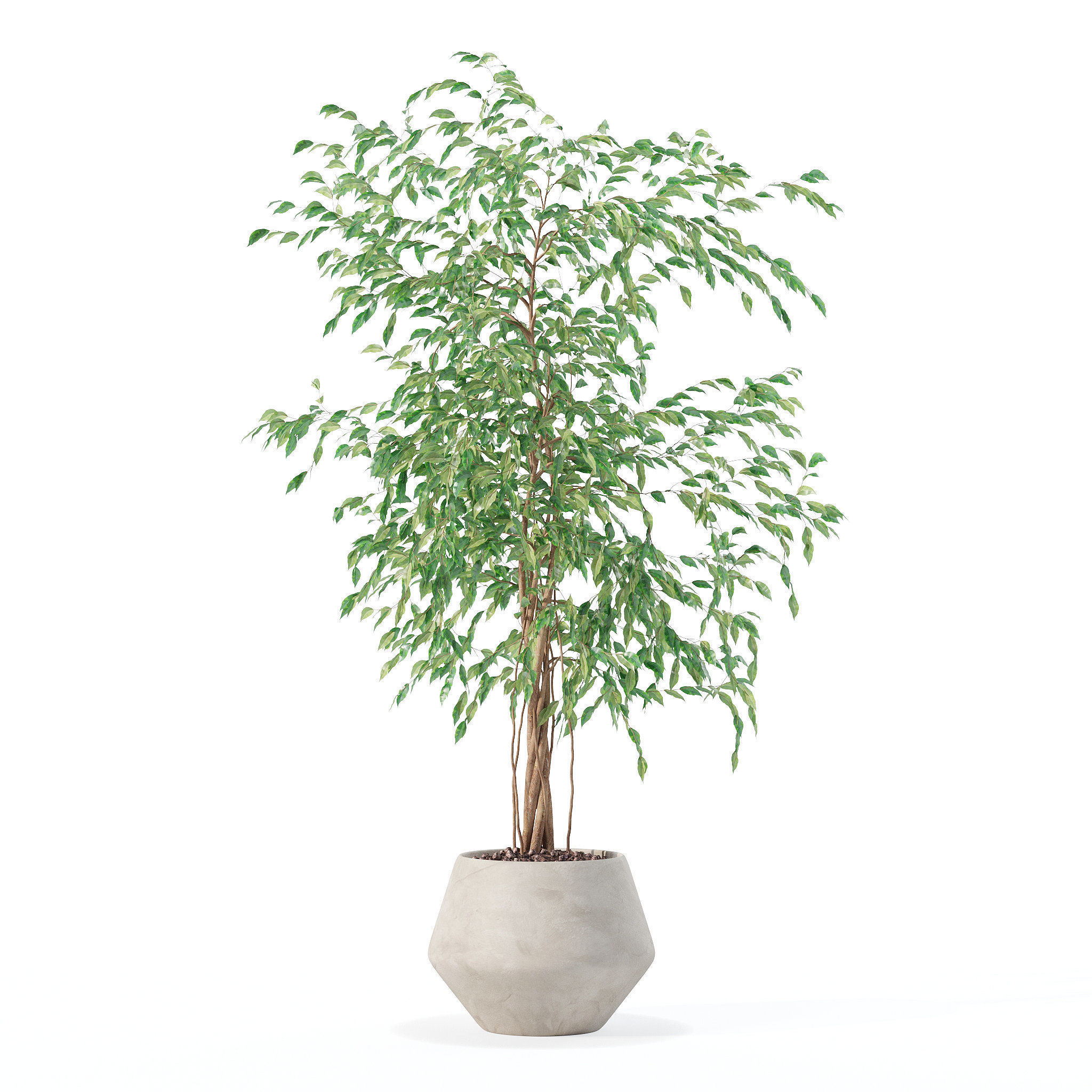 Ficus benjamina in modern flower pot 3D model_2