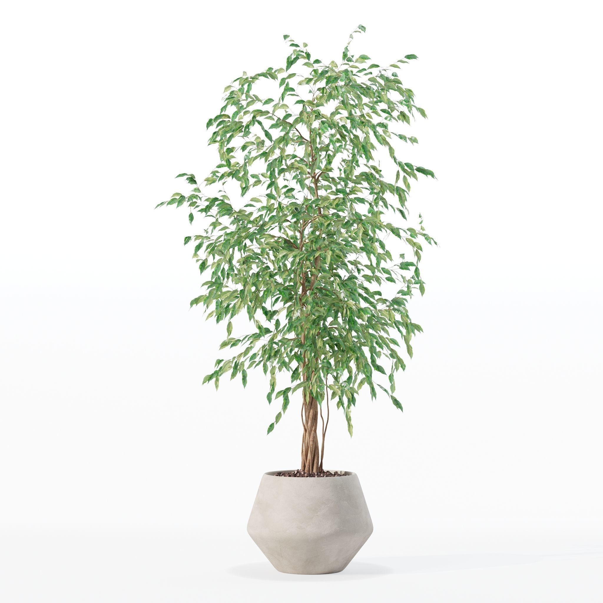 Ficus benjamina in modern flower pot 3D model_8