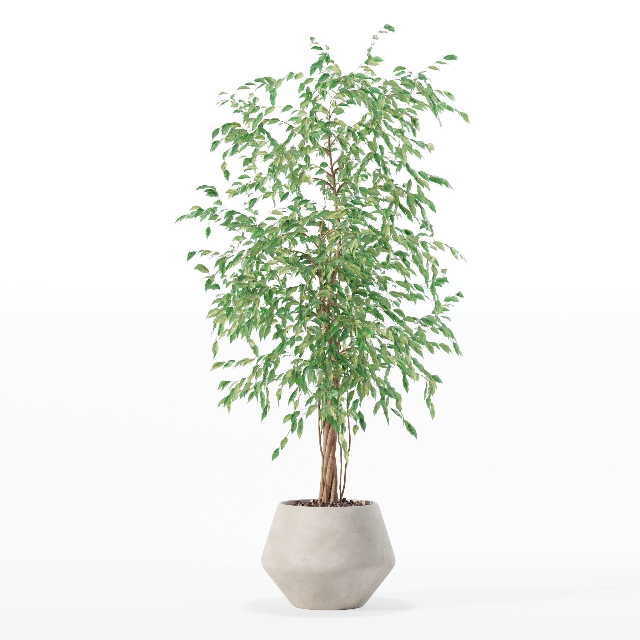 Ficus benjamina in modern flower pot 3D model_9