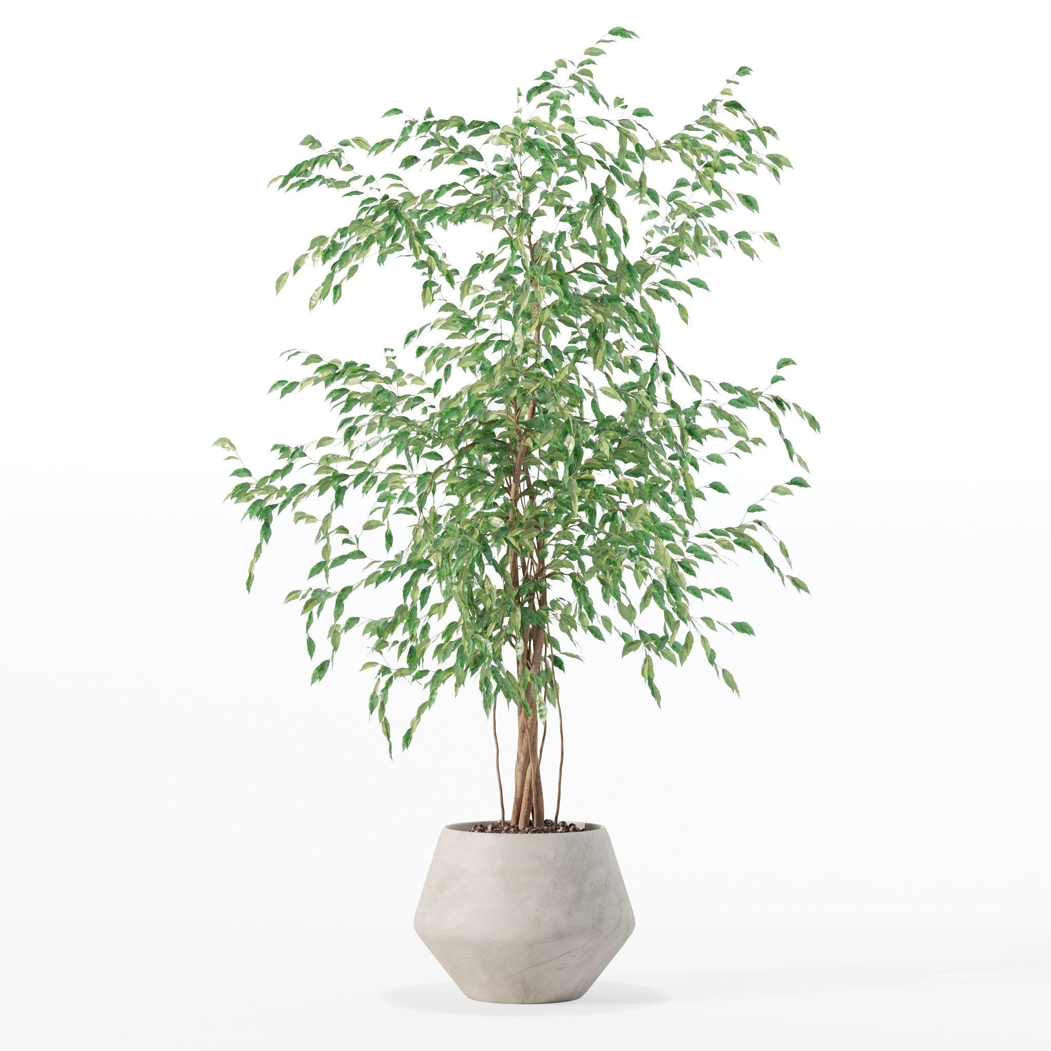 Ficus benjamina in modern flower pot 3D model_12