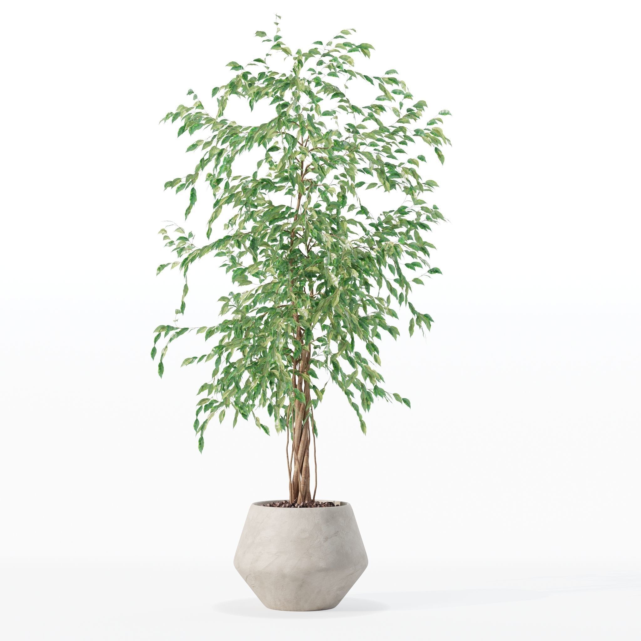 Ficus benjamina in modern flower pot 3D model_16
