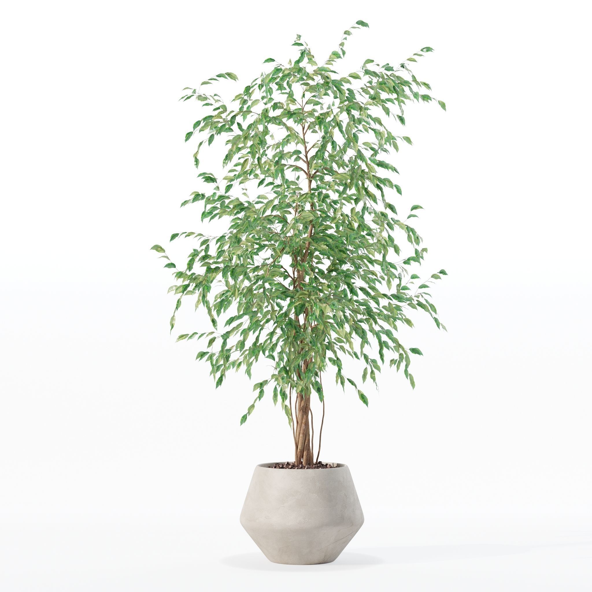Ficus benjamina in modern flower pot 3D model_10
