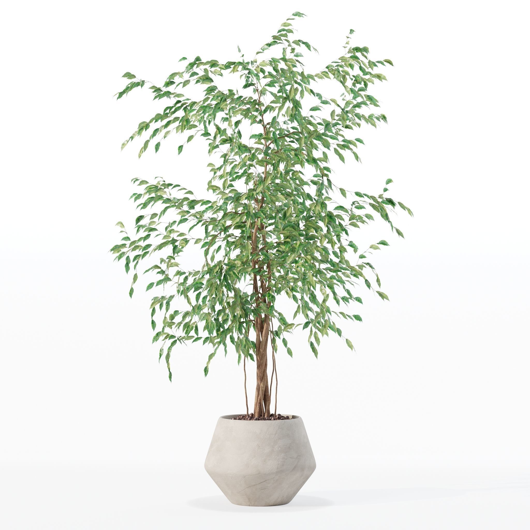 Ficus benjamina in modern flower pot 3D model_13