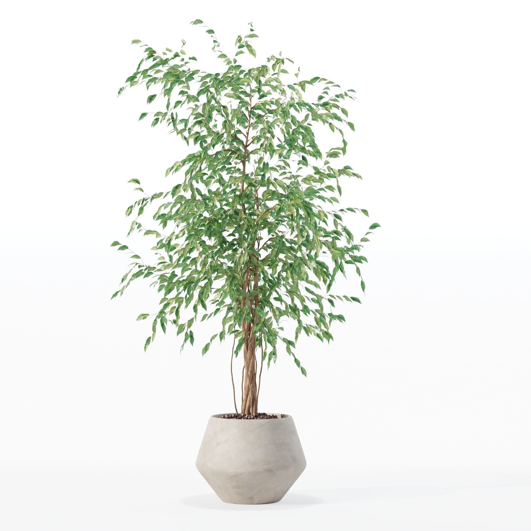 Ficus benjamina in modern flower pot 3D model_19