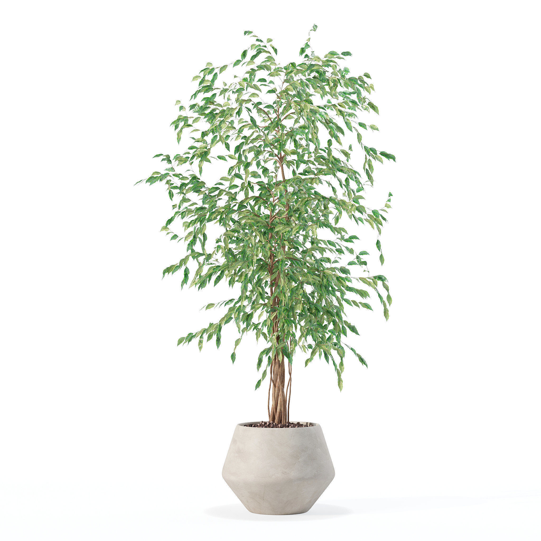 Ficus benjamina in modern flower pot 3D model_4