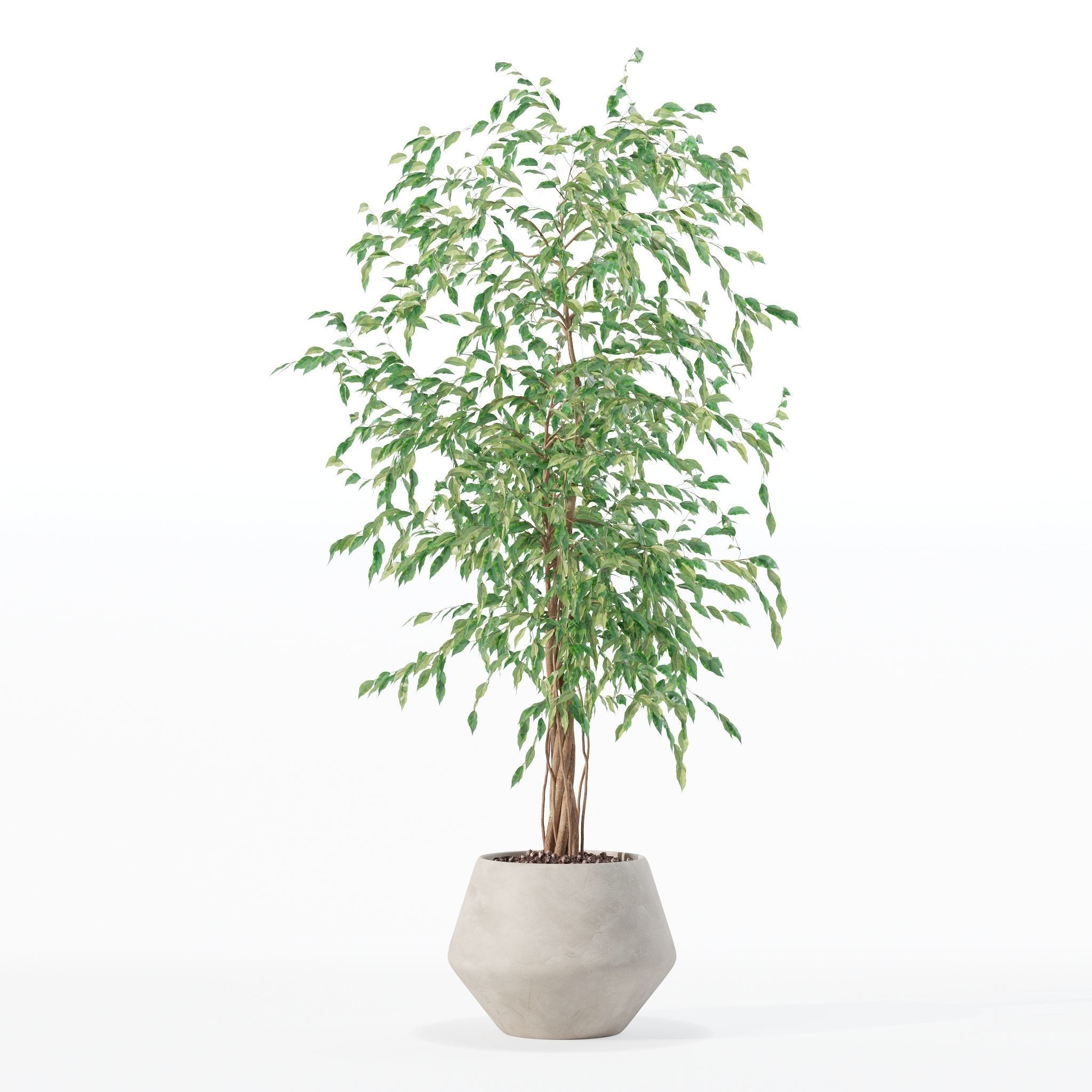 Ficus benjamina in modern flower pot 3D model_6