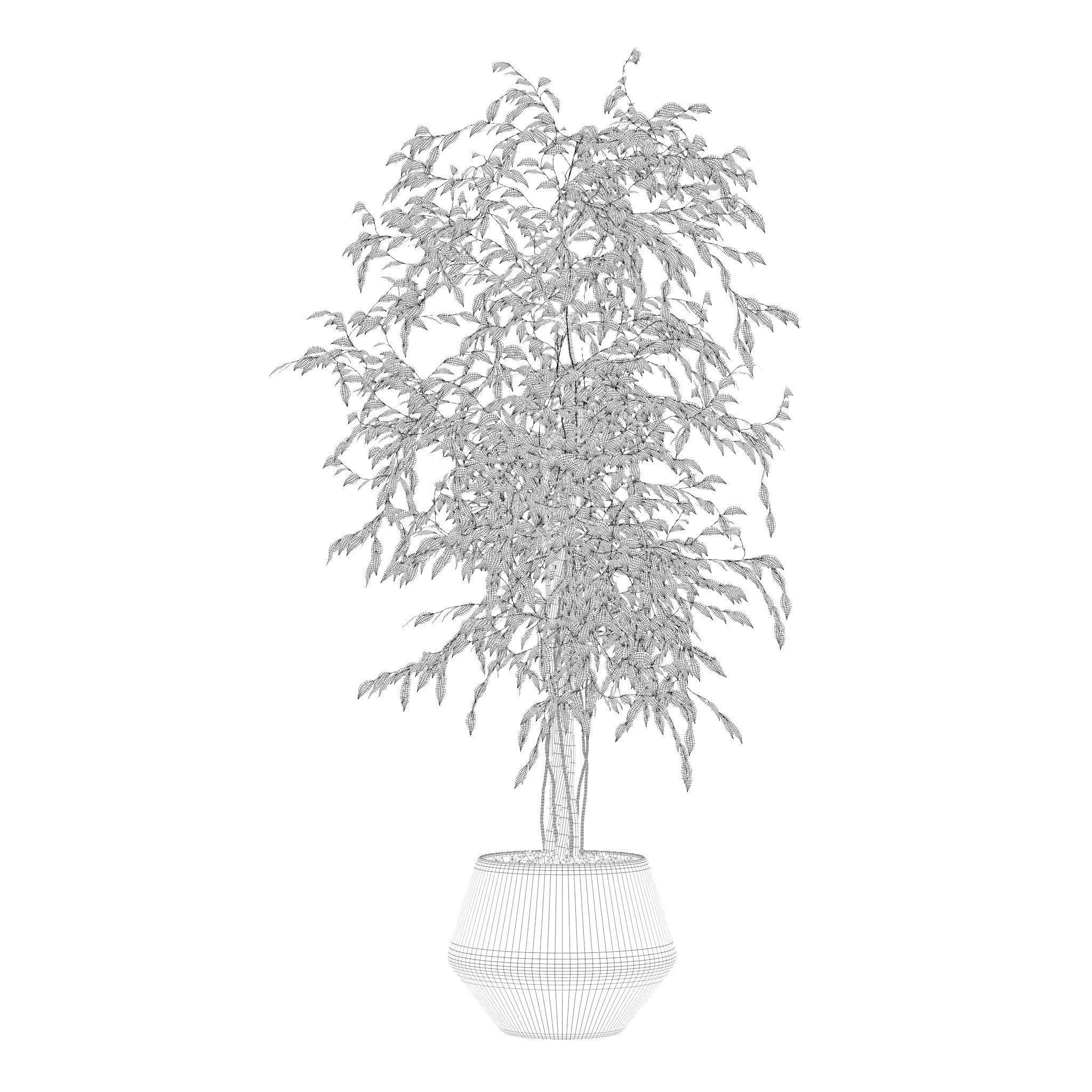 Ficus benjamina in modern flower pot 3D model_1