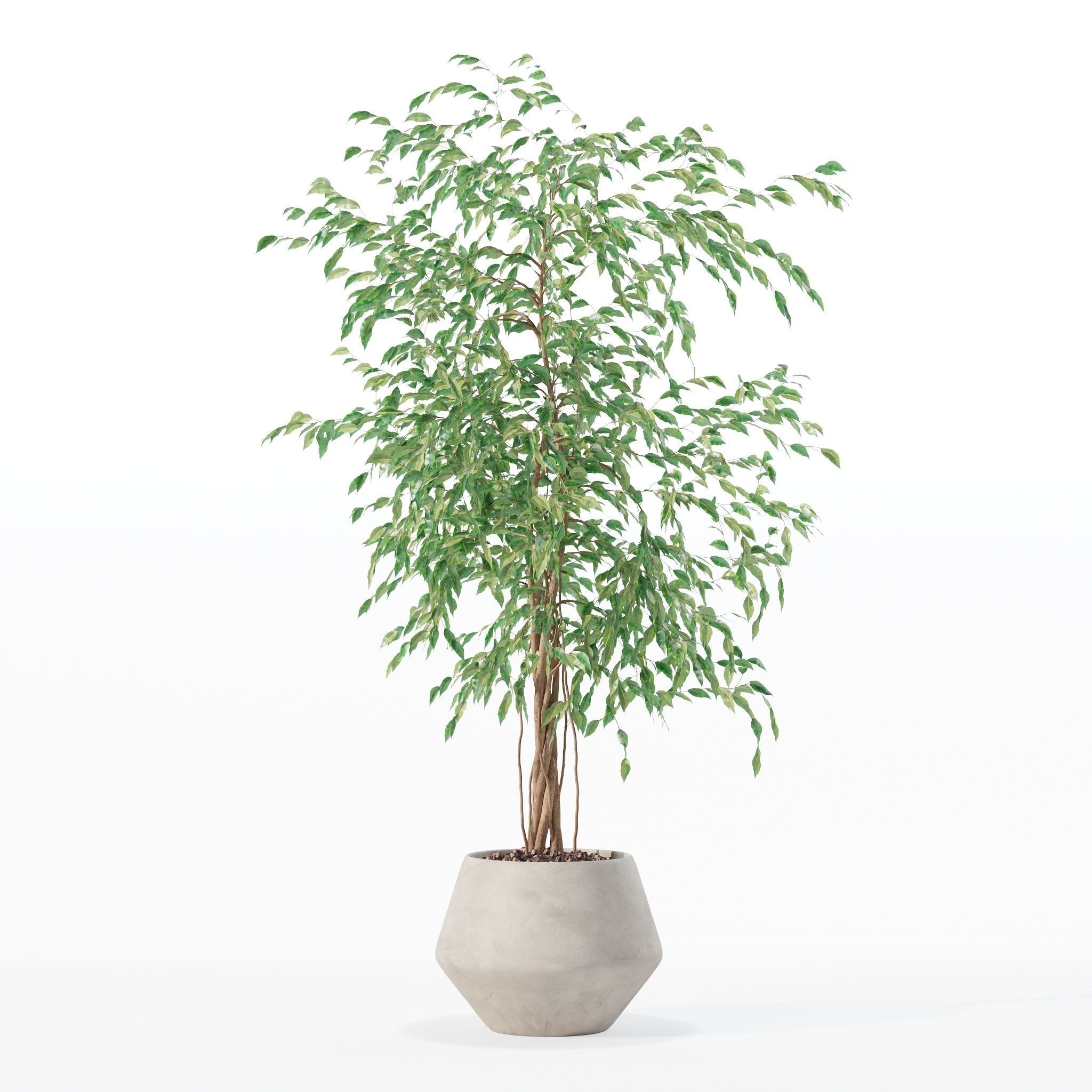 Ficus benjamina in modern flower pot 3D model_23