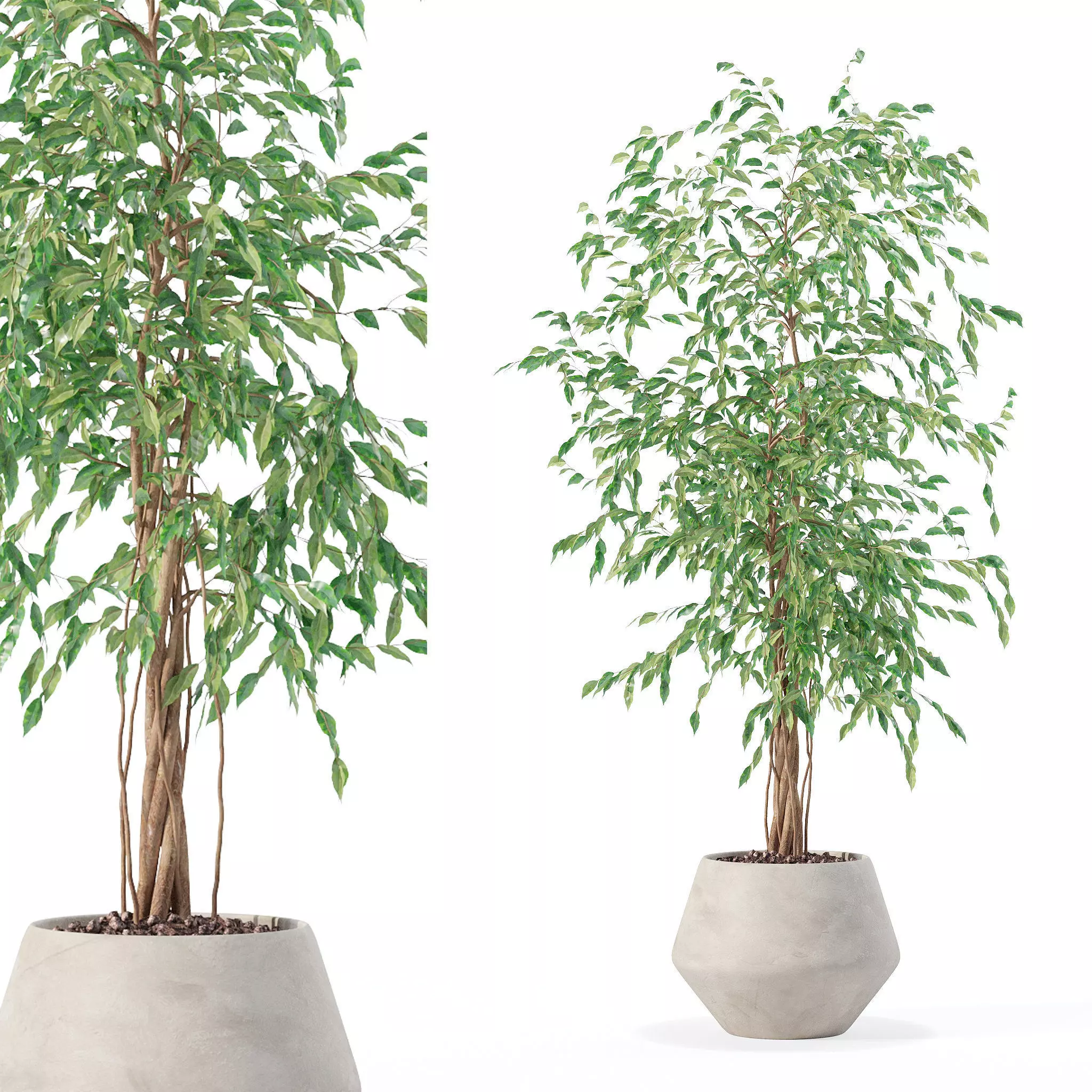 Ficus benjamina in modern flower pot 3D model_0