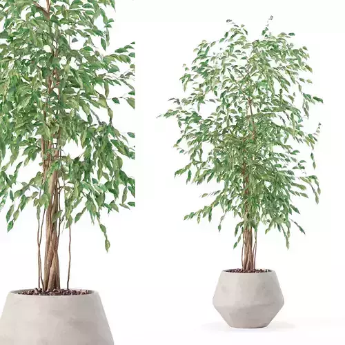 Ficus benjamina in modern flower pot 3D model