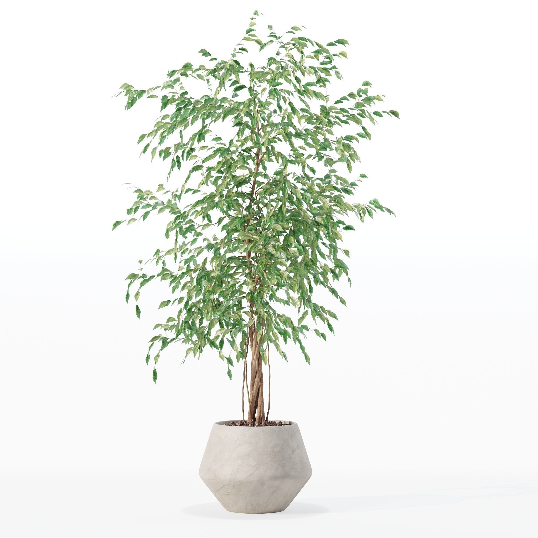 Ficus benjamina in modern flower pot 3D model_15