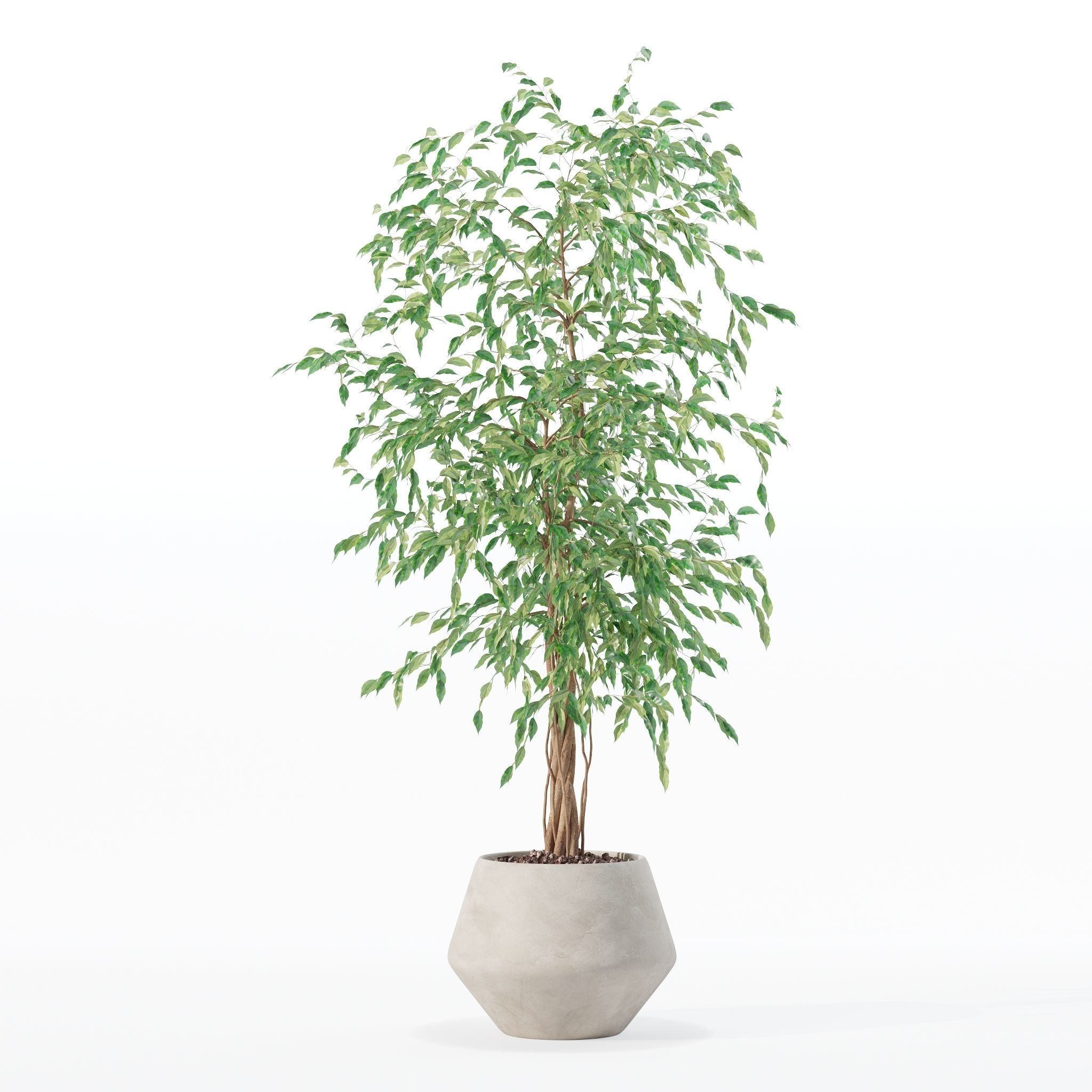 Ficus benjamina in modern flower pot 3D model_7