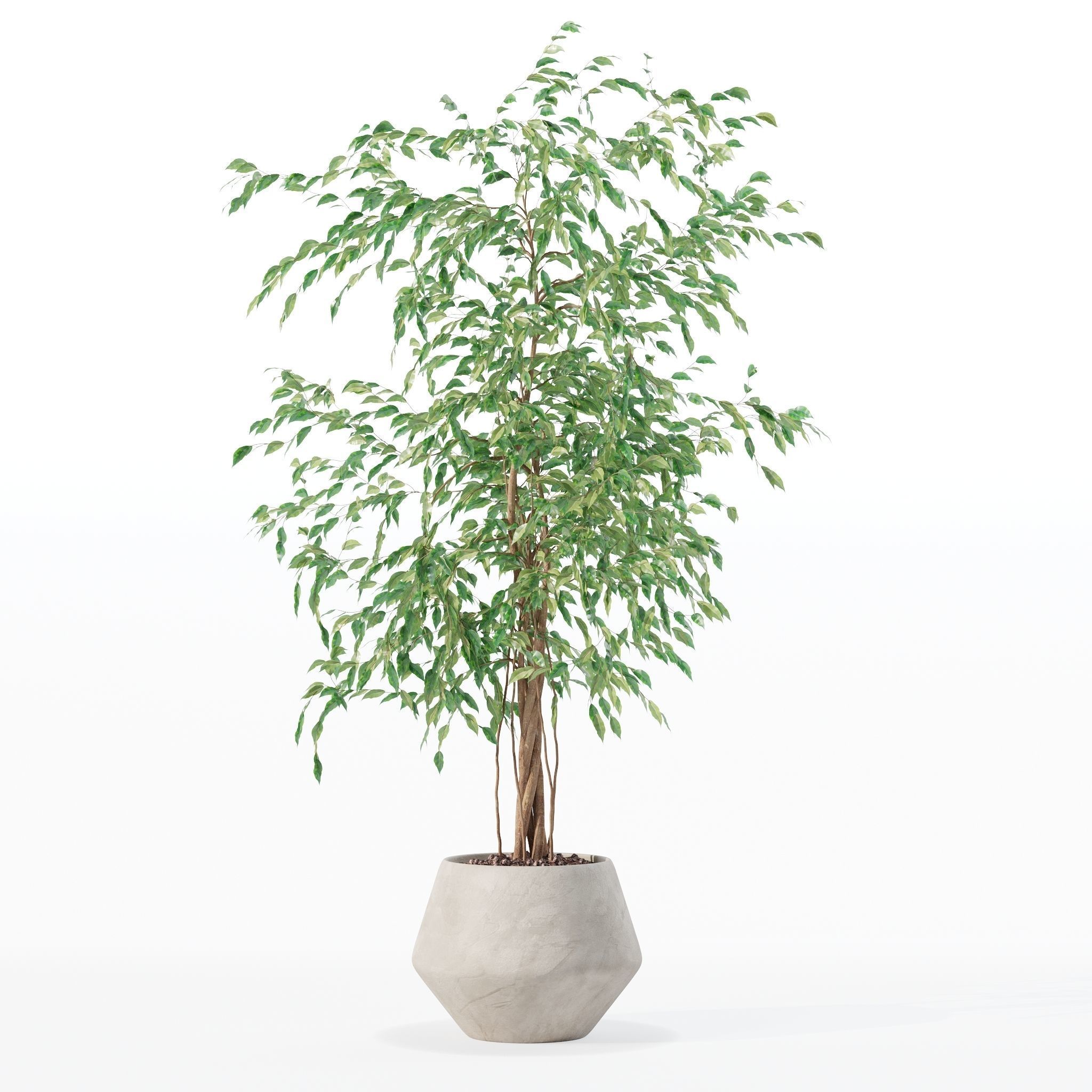 Ficus benjamina in modern flower pot 3D model_14