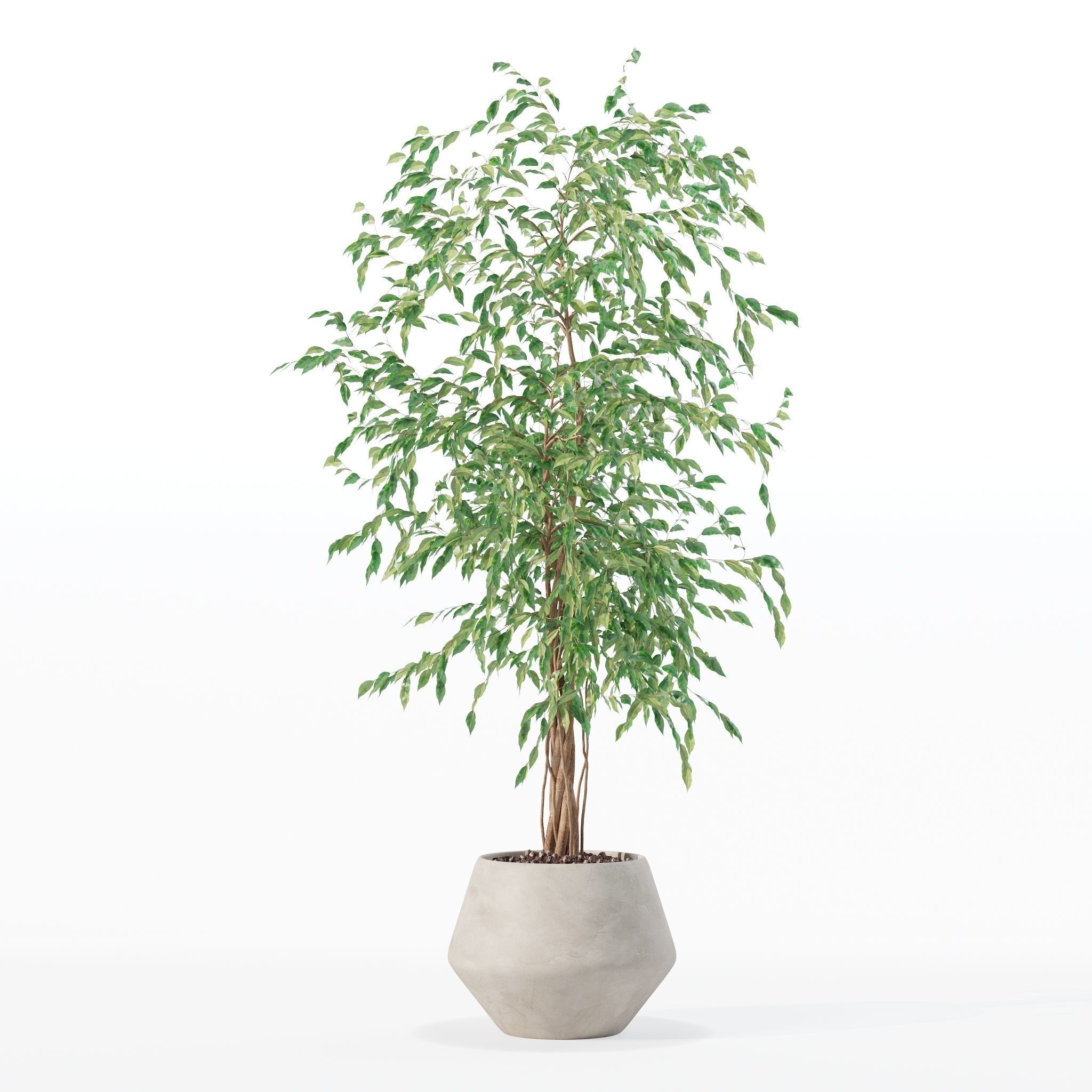 Ficus benjamina in modern flower pot 3D model_5