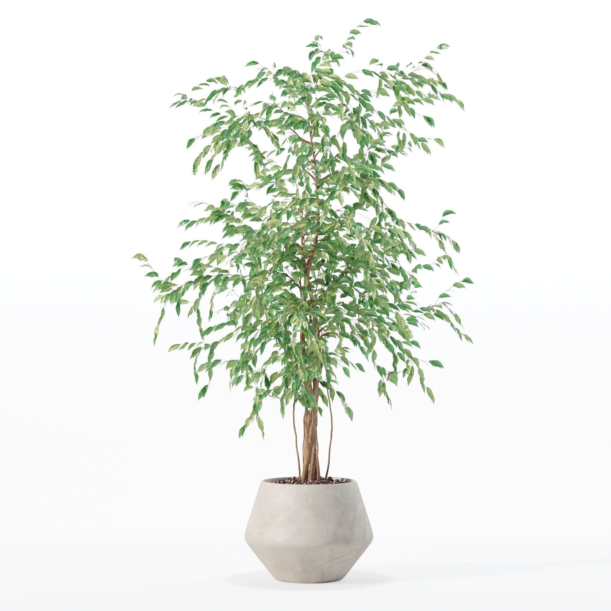 Ficus benjamina in modern flower pot 3D model_11