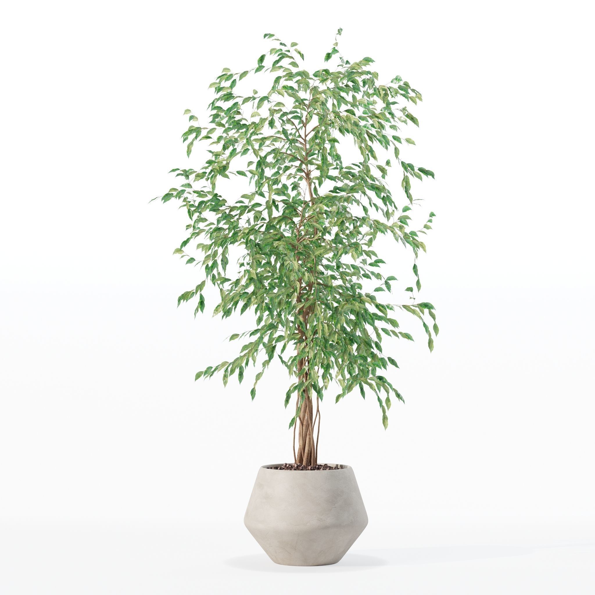 Ficus benjamina in modern flower pot 3D model_27