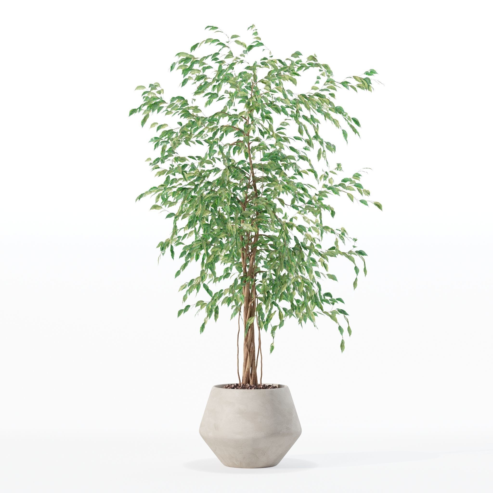Ficus benjamina in modern flower pot 3D model_24