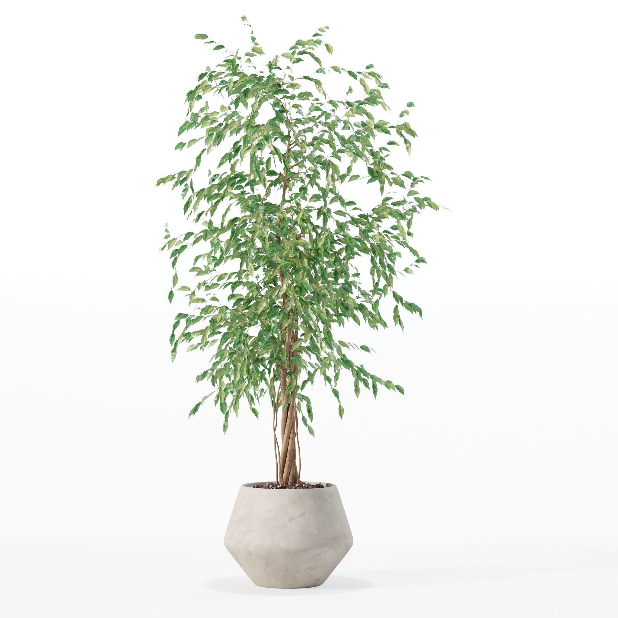 Ficus benjamina in modern flower pot 3D model_17