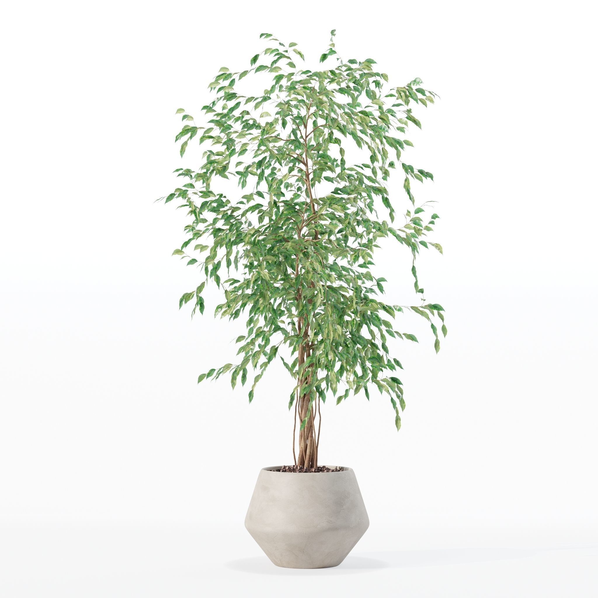 Ficus benjamina in modern flower pot 3D model_26