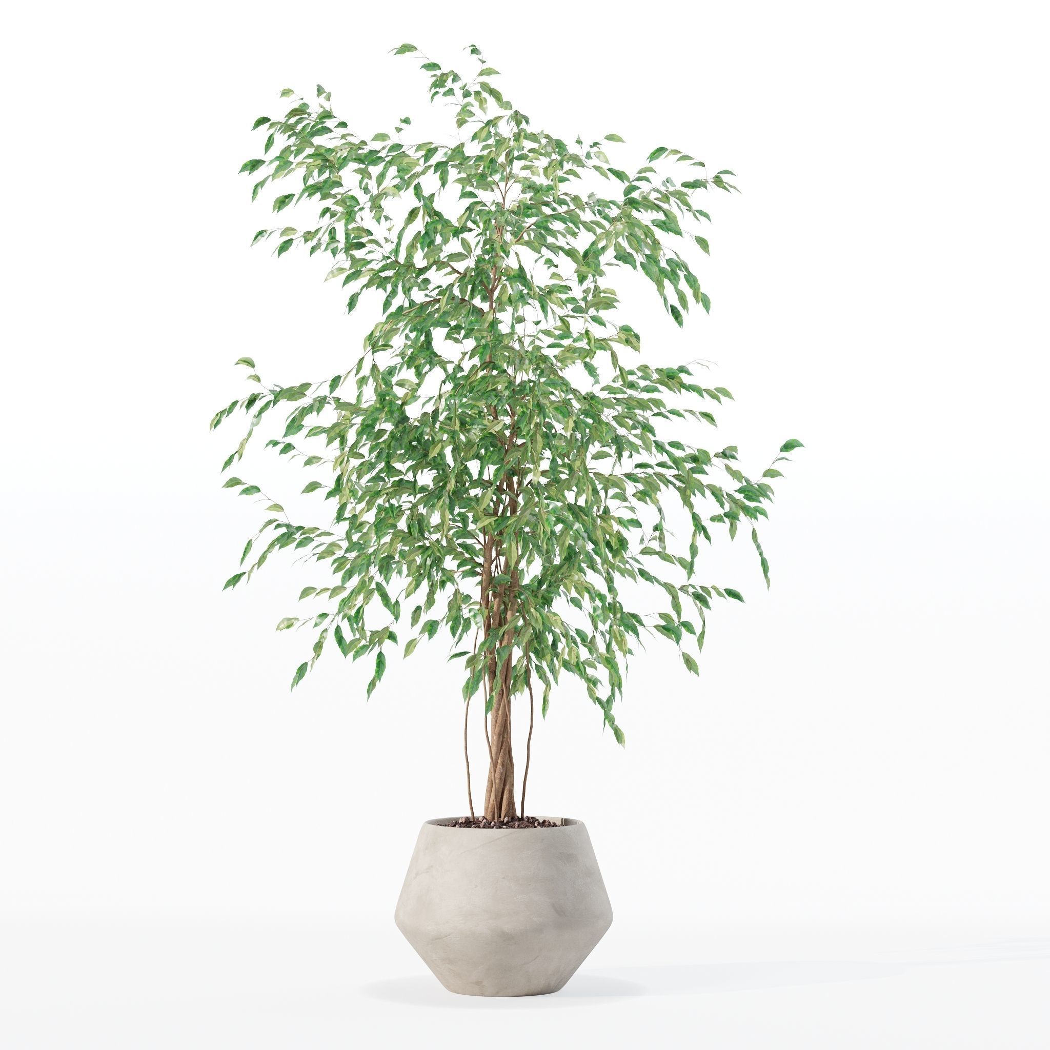 Ficus benjamina in modern flower pot 3D model_20