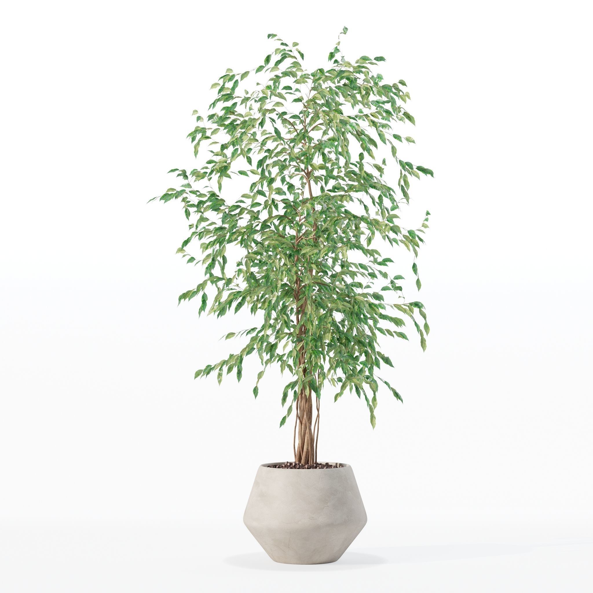 Ficus benjamina in modern flower pot 3D model_29