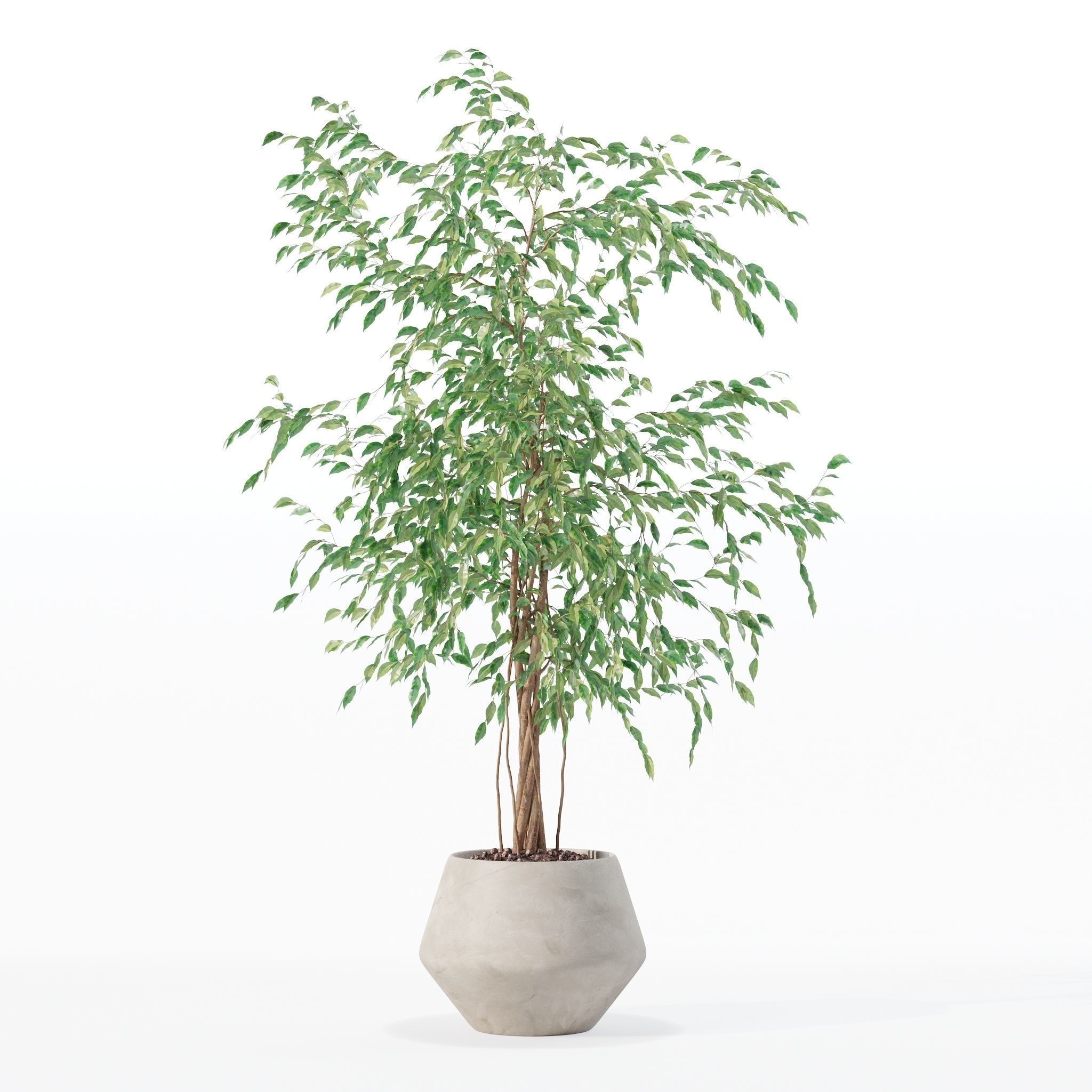 Ficus benjamina in modern flower pot 3D model_21