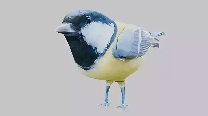 Titmouse