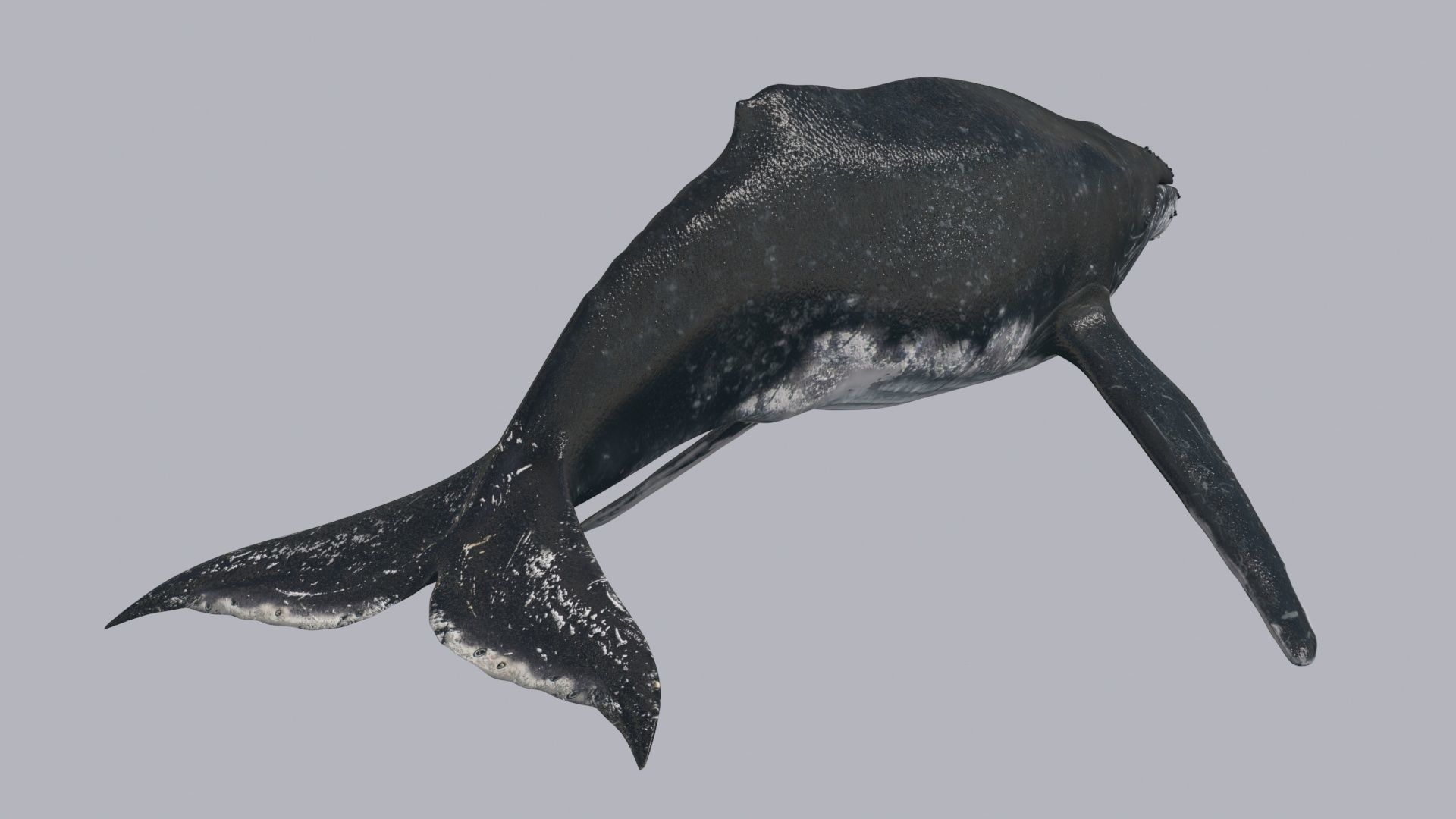 Accurate Humpback Whale 8K - 3d animated 3D model_14