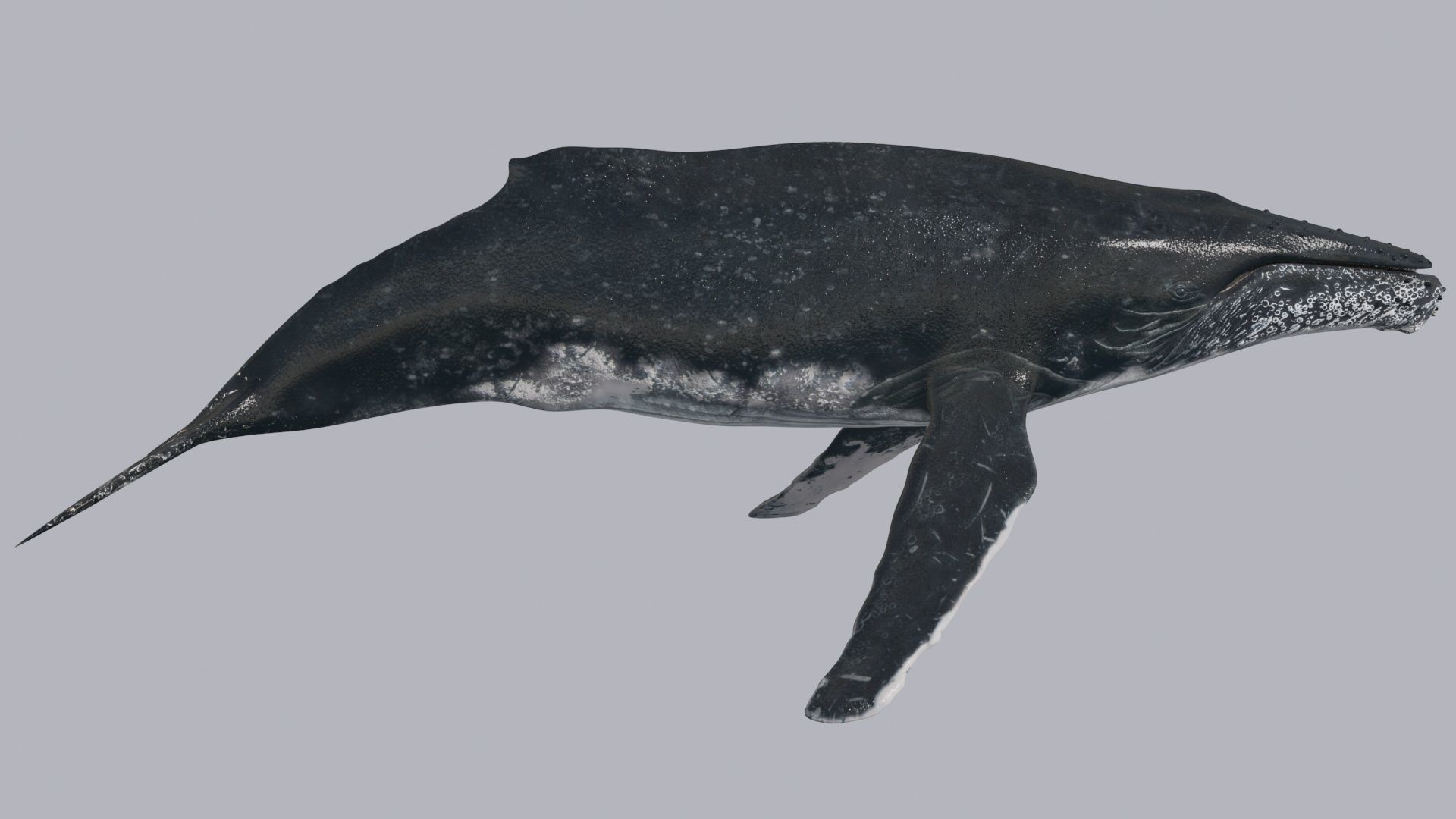 Accurate Humpback Whale 8K - 3d animated 3D model_12