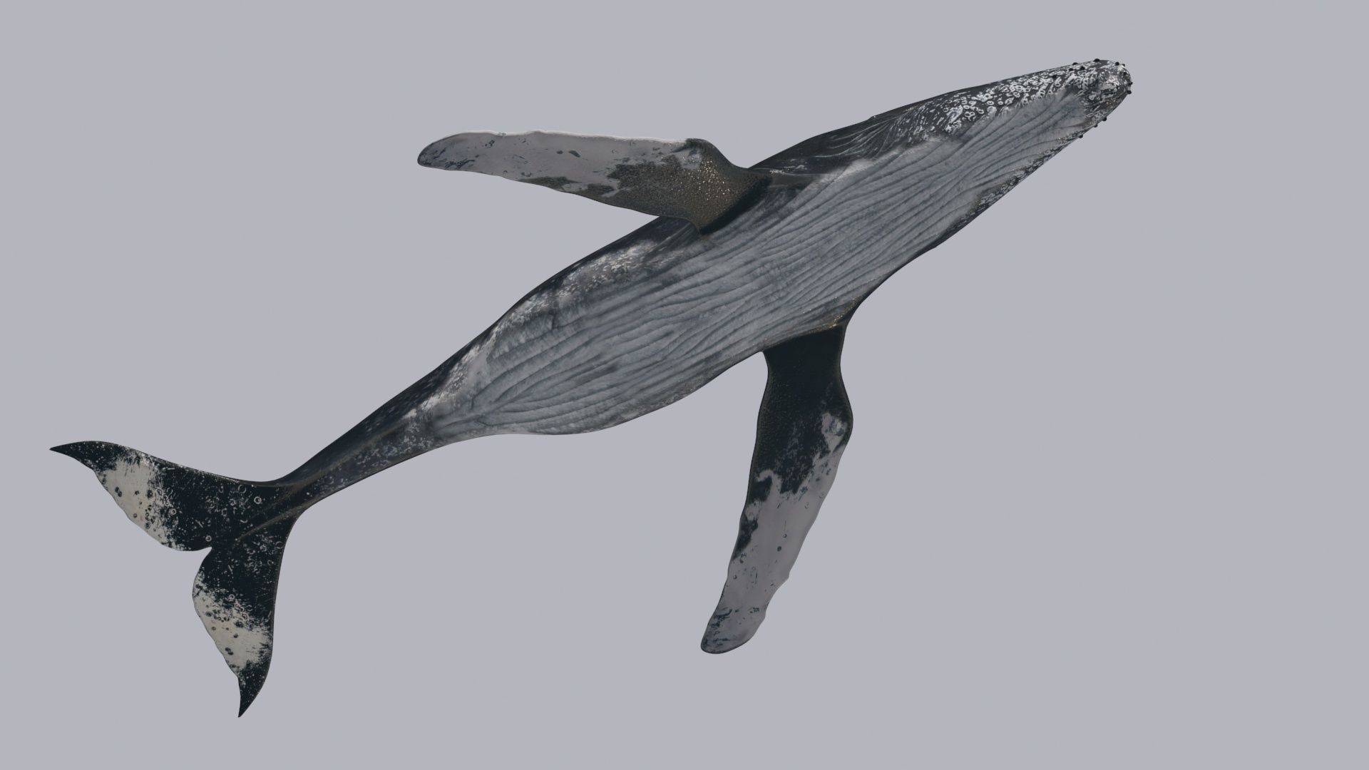 Accurate Humpback Whale 8K - 3d animated 3D model_19