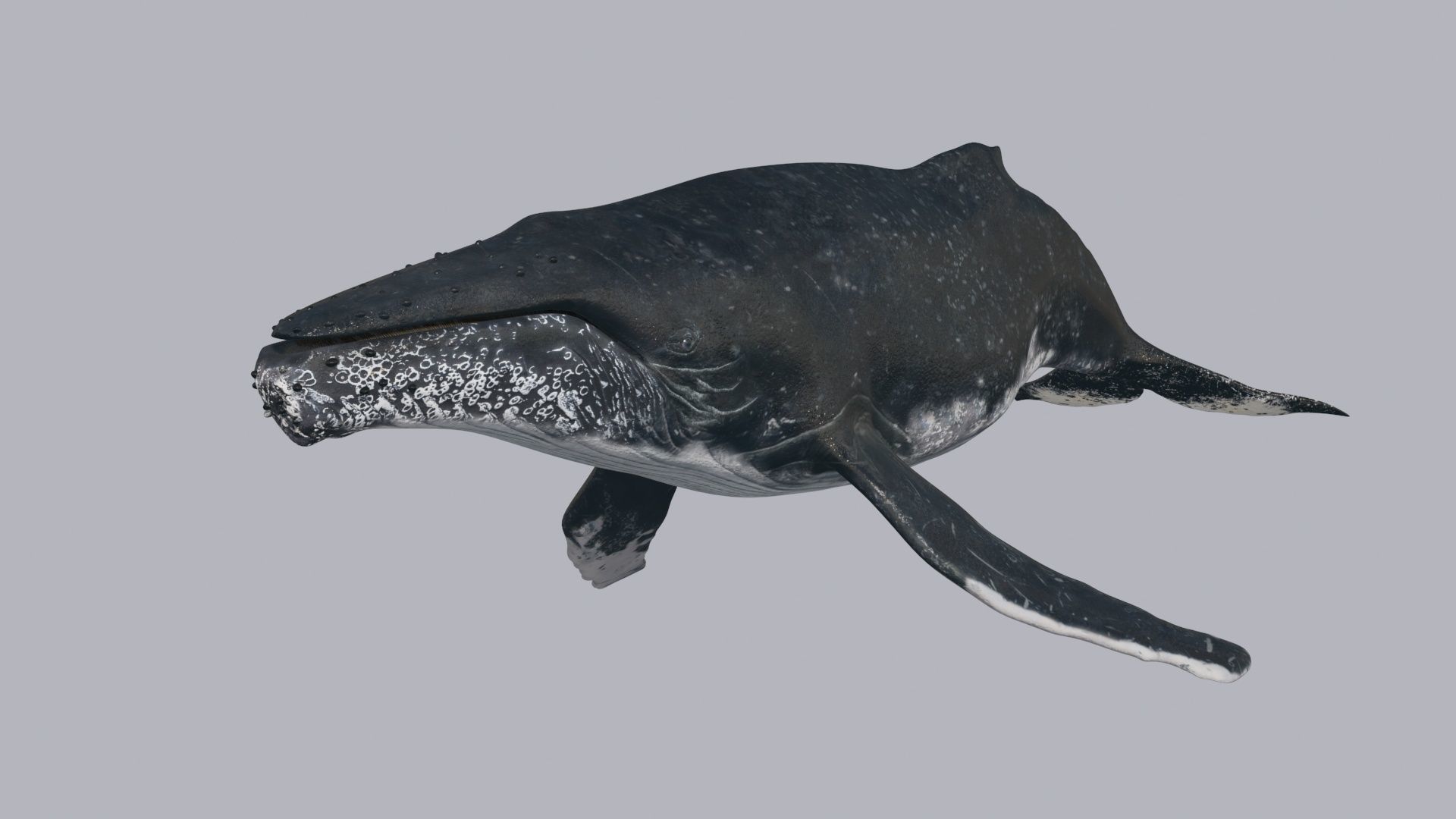Accurate Humpback Whale 8K - 3d animated 3D model_17