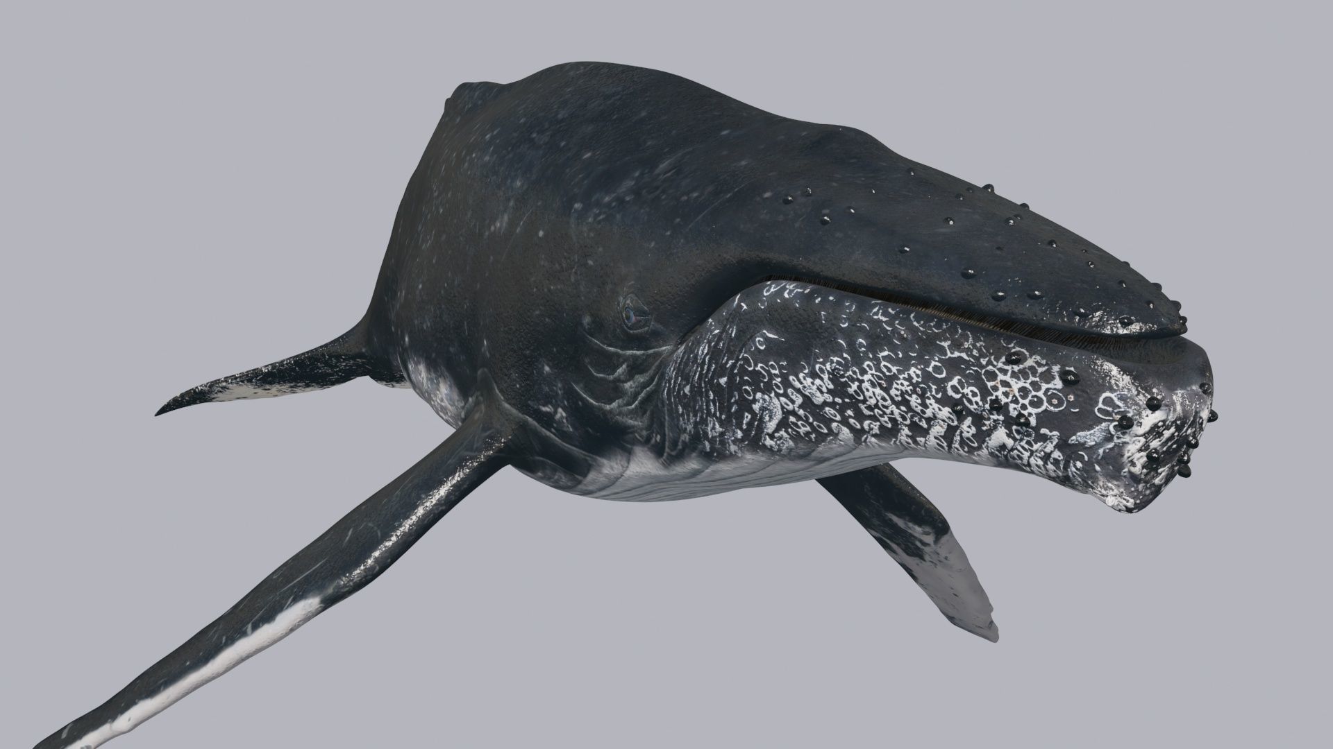 Accurate Humpback Whale 8K - 3d animated 3D model_11