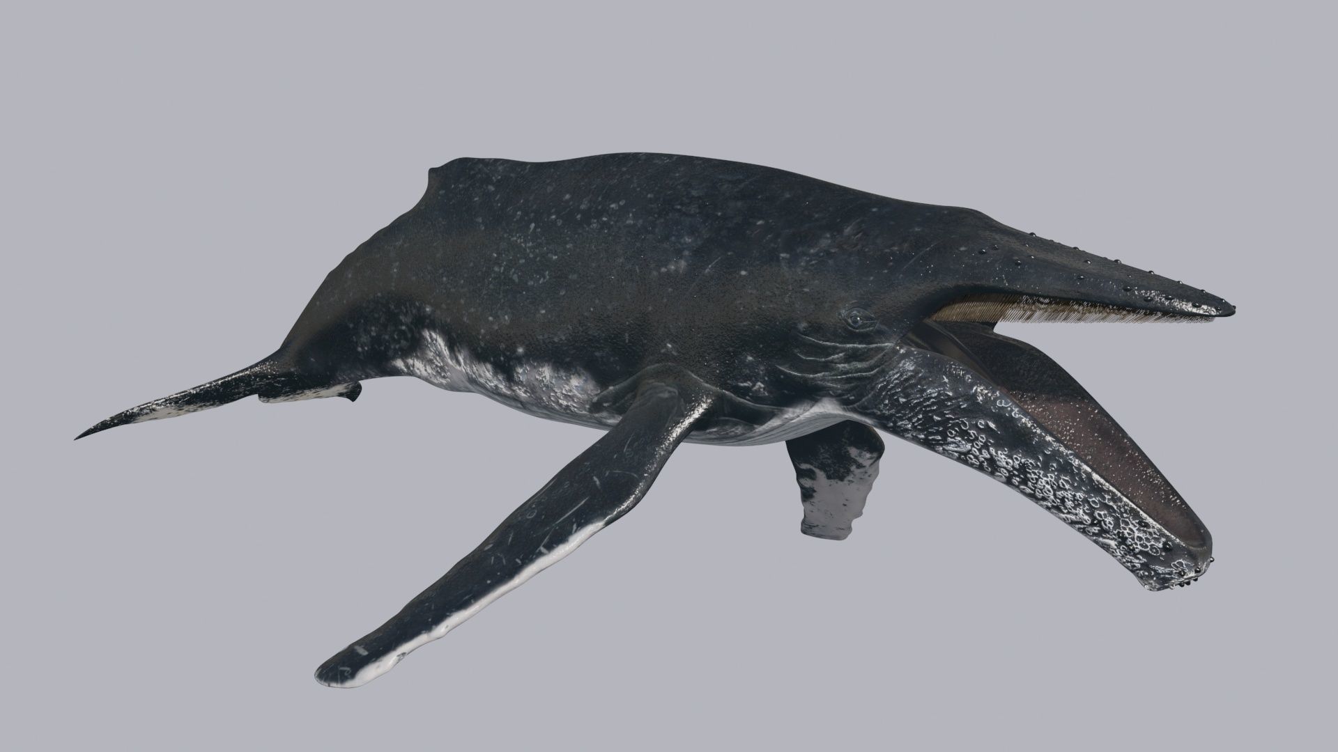 Accurate Humpback Whale 8K - 3d animated 3D model_8