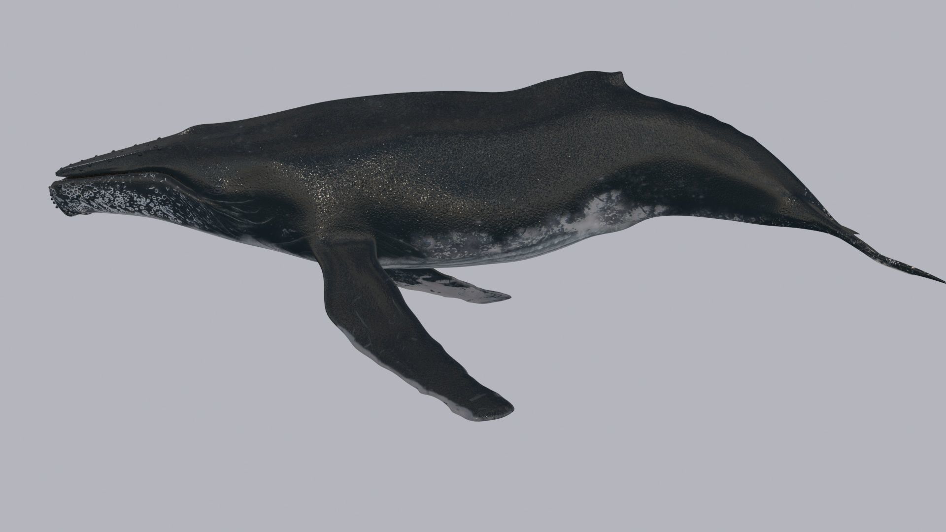 Accurate Humpback Whale 8K - 3d animated 3D model_16