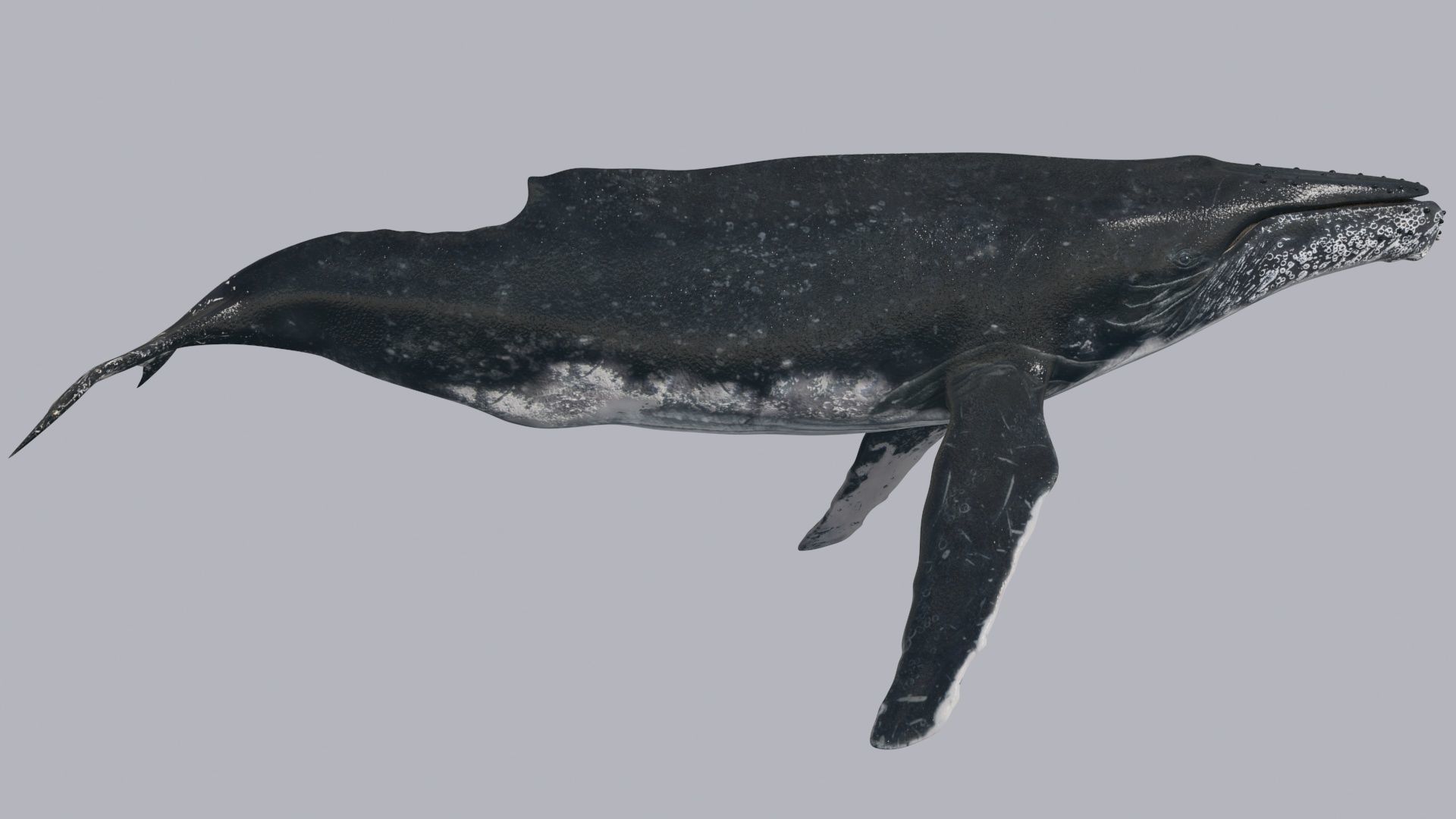 Accurate Humpback Whale 8K - 3d animated 3D model_13