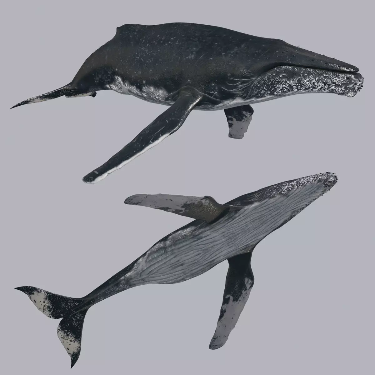 Accurate Humpback Whale 8K - 3d animated 3D model_0