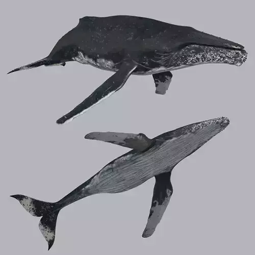 Accurate Humpback Whale 8K - 3d animated 3D model