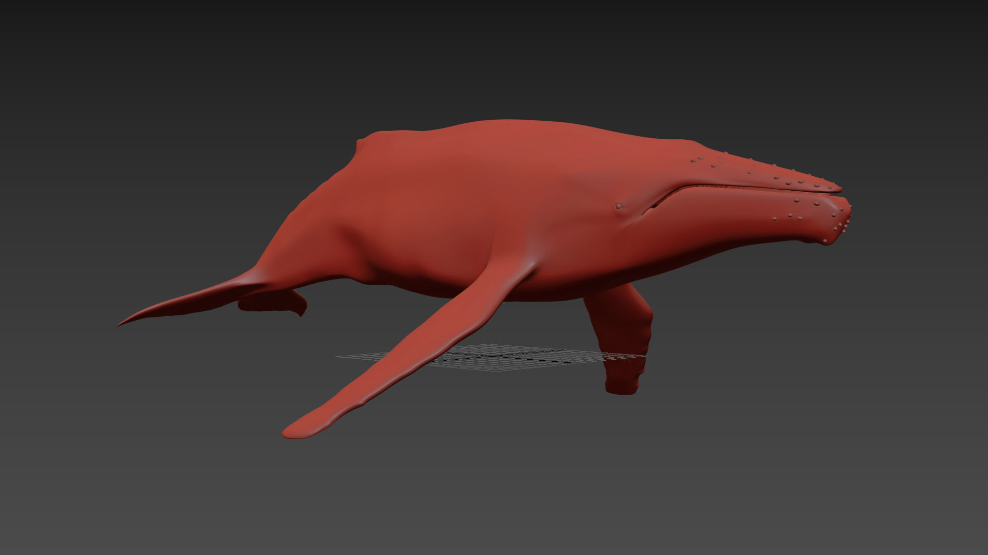 Accurate Humpback Whale 8K - 3d animated 3D model_20