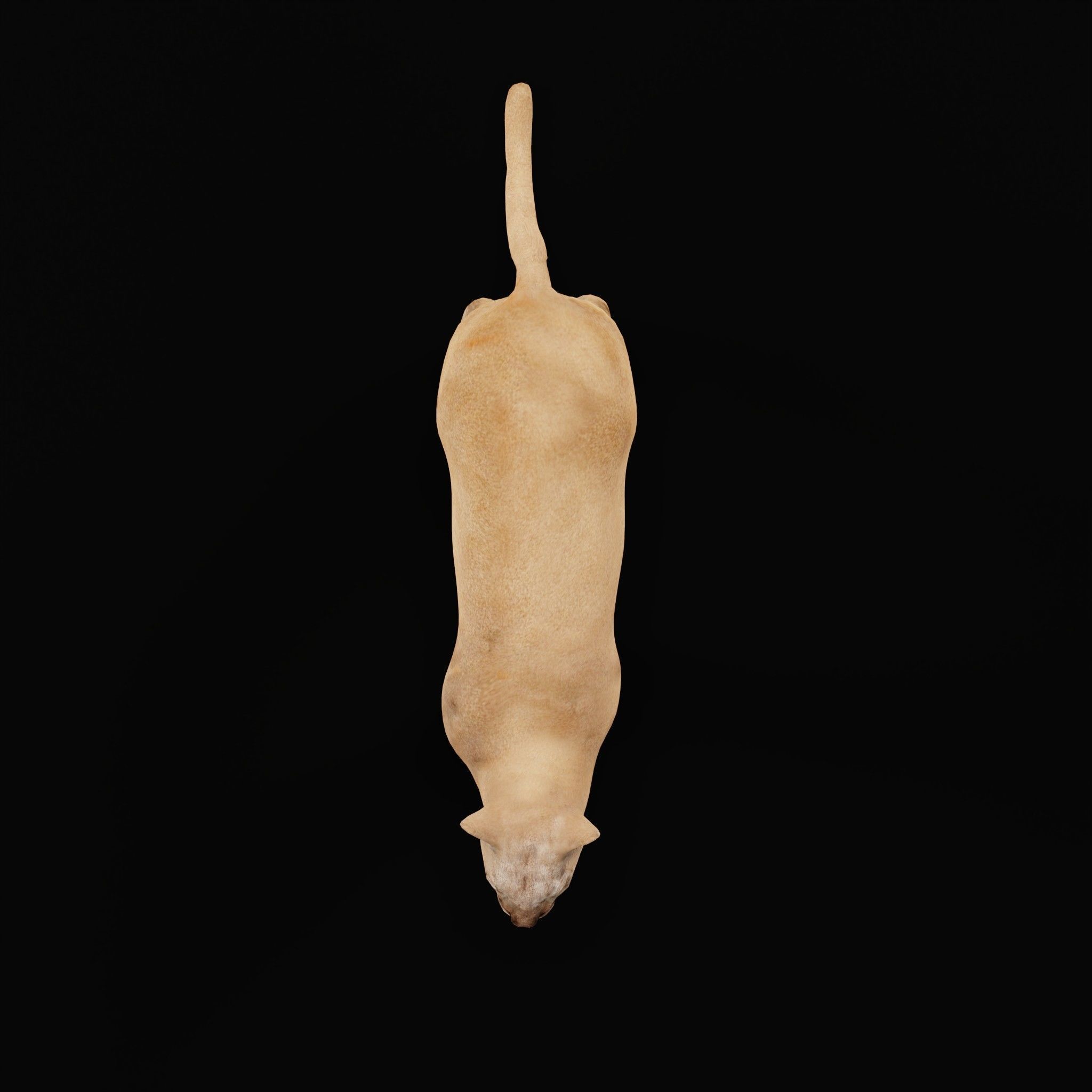 Cougar Cat Low-poly 3D model_24